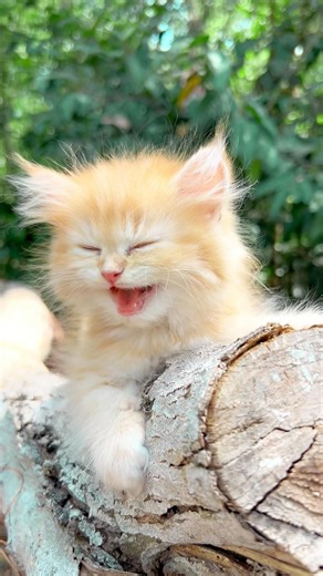 Cute baby Cat 💗✨ ! Cat meowing ! Cat sound ! Cat videos ! Cat ! Persian cat sound ! Cats ! Cat meow