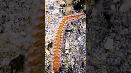 Sting of the venomous fireworm! 🔥 #fireworm #venomous #wildlife #bravewilderness | Brave Wilderness