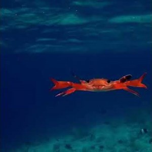 Underwater Crab swimming