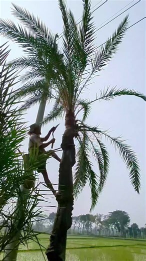 Daily BD on Instagram: "Extracting date palm juice in winter #villagelife🏡 #datejuice😋🌴🍺 #reels"