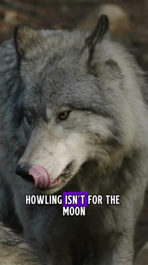 The "Alpha" Wolf Myth? 🐺