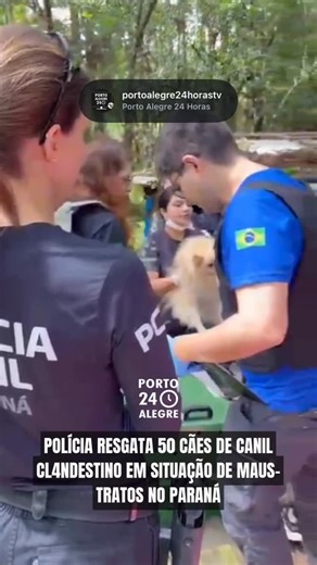 Porto Alegre 24 Horas on Instagram: "A Polícia Civil do Paraná, com apoio da Polícia Científica, resgatou 50 cães da raça spitz alemão que eram mantidos em condições insalubres por uma criadora clandestina em Piraquara, na Região Metropolitana de Curitiba. No vídeo, o delegado Guilherme Dias destaca como foi a operação que resultou na prisão em flagrante da responsável pelo canil, denunciada por maus-tratos, crime que pode resultar em pena de 2 a 5 anos de prisão. ➡ Leia mais no nosso site pelo 
