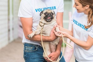 10 Best Pug Rescues for Adoption (2026): Our Top 10 Picks!