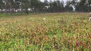 39 reactions | Diana hunting in a milo field. | LouterCreek Hunting Poodles | Facebook