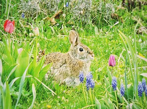 The Animals of Easter