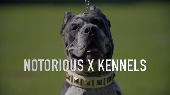 The notorious X: Cane Corso & Mastiff madness
