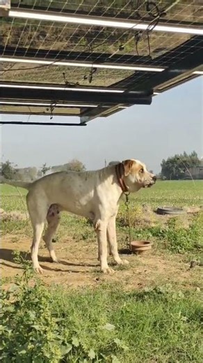 #bullykutta #pakistanibullykutta #doglover #dog