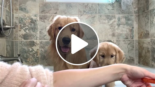 Dog Reviews Food With Puppy   Tucker Taste Test 15  #scoopz  #animals  - NewsBreak