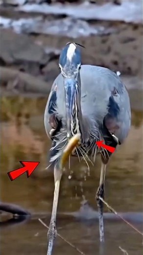 You Won’t Believe How This Bird Hunts Fish 😱 | Green Heron #wildlife