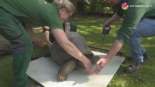 Aldabra-Riesenschildkröten in Hagenbeck gewogen