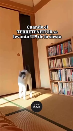 FELINES KITTENS | Pero anda a jugar Karen, que te cuesta, no ves que te viene a buscar para jugar....🤭 #catlovers #cats #catsofinstagram #reels #viral | Instagram