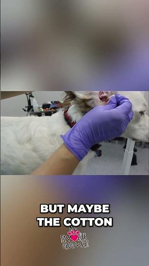 Easy Cleaning Hack Reaching Tight Spots Effortlessly! #ear #dog