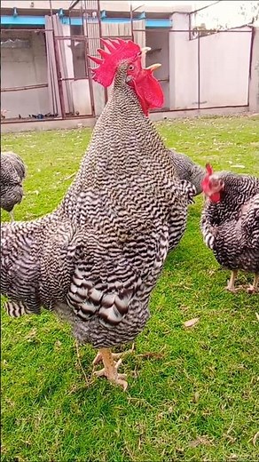 Plymouth rock chicken #chicken #plymouth #fancypoultry #birds #freerangechickens #farming