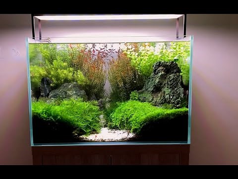 How to build an Aquascaped 60CM Planted Tank