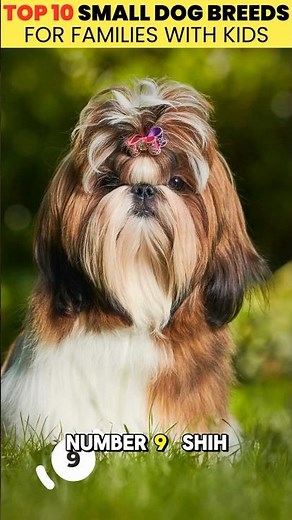 Top 10 Small Dog Breeds for Families With Kids 🐶💛 (Part 1: #10–#6)