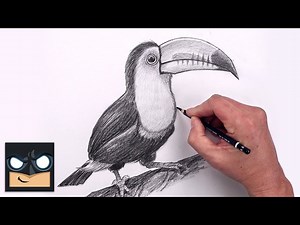 How To Draw a Toucan | Beginners Sketch Art Lesson (Step by Step) - Videos For Kids