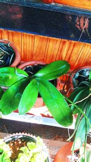 phalenopsis orchid care# greenmystic# viralshorts