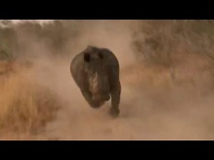This is How You Handle a Rhino Charge - video by LS | Ruby Life