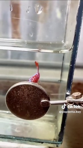 CUPANG RED SAKURA 🌸 #bettafish #cupang #ikancupang