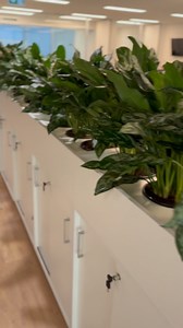 2.3K views | Bring your office to life with LUSH plants! 華 Whether you’re adding a single plant or going for a complete office makeover, we’ve got you covered to transform your workday and space.  LUSH FOR LESS  CARINGBAH, 191 Taren Point Rd  NORTH PARRAMATTA, 614A Church St  OPEN 7 DAYS  DELIVERY AVAILABLE  200+  GOOGLE REVIEWS | Indoor Plant Shed | Facebook
