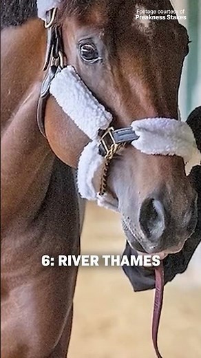 Meet the 150th Preakness Stakes runners! 🐎