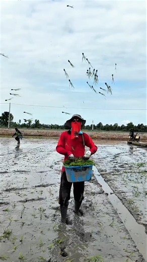 How Thai Farmers Plant Rice by Throwing Seedlings