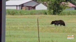 Spot a black bear in Missouri? Missouri Dept of Conservation ask you report it as they research their movement >> https://bit.ly/4c1Sehr — One of our friends recently spotted this black bear in Lawrence County at Longhorn Arena. | Joplin News First