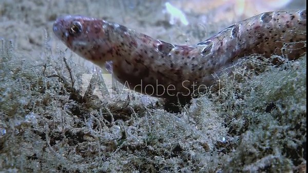 During the day, a Lumpenus Lampretaeformis, also known as the common spiny fish, navigates the ocean floor. It swims through the seabed and disappears, blending into its natural environment.