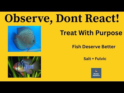 Before You Medicate Your Fish Tank: What Every Hobbyist Should Know