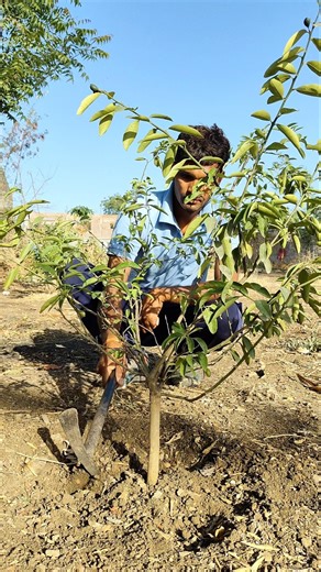 I am watering the lemon tree #nature #farming #lemonplant #shorts