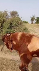 4.7K views · 219 reactions | AI Overview For Facebook posts about betel goats, use hashtags like #BetelGoats, #BetelLeafGoats, #GoatsAndBetel, #GoatFarming, #Livestock, #FarmLife, Goat breed of Kashmir Punjab | Goat breed of Kashmir Punjab | Facebook