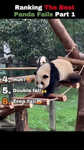 Last Panda Is Insane😱🐼