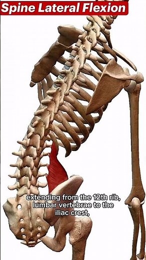 #Quadratuslumborum. Quadratus Lumborum Muscle | Anatomy, Origin, Insertion & Function