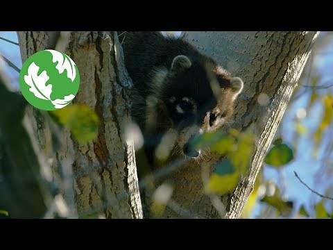 Wild & Free - Saving the Gila River