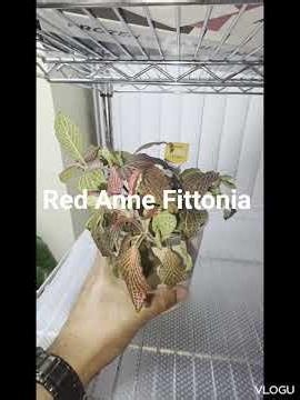 The Red Anne Fittonia are getting Big and doing well.