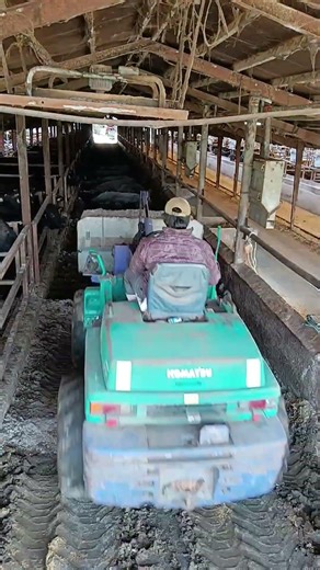 A Wagyu farmer raises specialized Japanese cattle known for intensely marbled, high-quality beef.