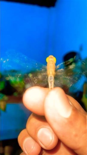 What’s the kind of dragonfly? rush in kitchen with quick flying #fly #insects #funny #shorts