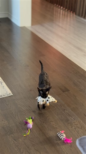 1.5K views · 81 reactions |  Do your Devon Rex cats steal your kids’...