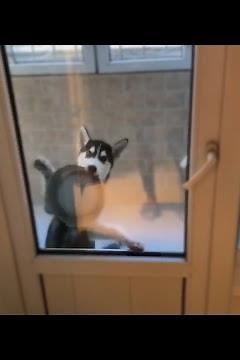 These Hungry Dogs Will Make You Laugh