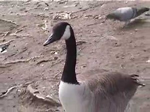 Canada Geese Taking Off