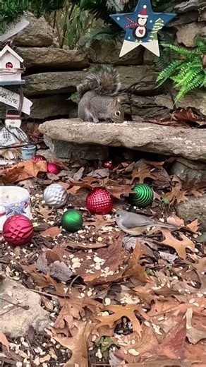 Birds for cats to watch. Bird Tv for cats. #birdtv #cattv #relaxingnature