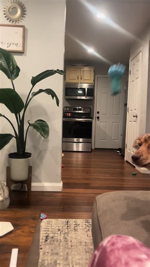 WEEEEEEE #mozzyhops #doggyhops #funnymoments