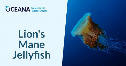 Lion's Mane Jellyfish | Oceana