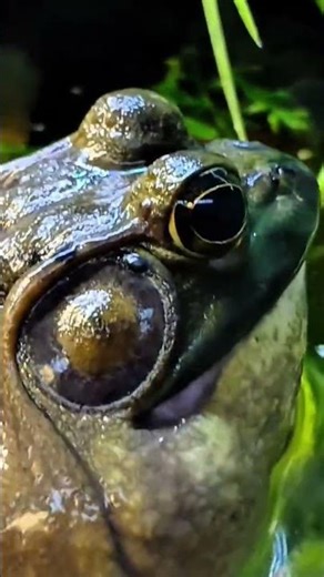 got a sleeping tutorial for ya! #aquarium #frog #amphibians #nature #fishfam