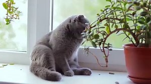 47 reactions · 36 shares | The holiday on Monday means EVERYONE'S waste collection day changes for this week only. | City of St. John's | Facebook