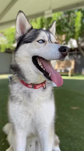 ❤️ Simba needs a forever home!🏡 This sweet boy recently had his left eye removed and is really struggling in the shelter 😞 Simba is only about 1 year old, 53 lbs, and the biggest love bug 💕 He is a shelter volunteer favorite — friendly, affectionate, and so gentle 🐾 He walks great on leash, knows “sit” and “stay”, and loves going for walks and snuggling. 🐕‍🦺 Good with other dogs 🎾 Plays in shelter play group 💉 Neutered, vaccinated & microchipped 🎁 Adoption fee is sponsored! Let’s get Si