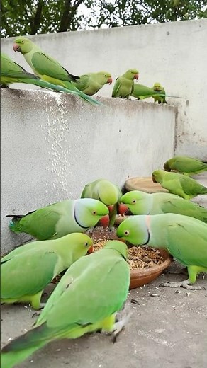 Bird Sound 🦜 Colorful Indian Parrots Wait for Its Friends