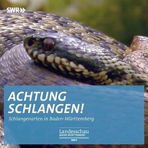 Wisst ihr, wie viele Schlangenarten in Baden-Württemberg leben? Und wie viele giftig sind? Nun ja: Nach diesem Video wisst ihr Bescheid! 🐍😎 | Landesschau Baden-Württemberg