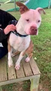 1K views · 60 reactions | Diesel is a smart, affectionate guy who is...