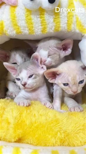 Devon Rex Cats: Playful and Energetic Companions